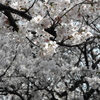 墨俣桜