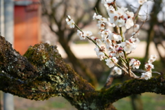 苔むした枝に梅の花