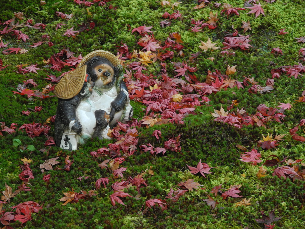 紅葉とタヌキ