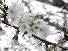 フライング墨俣桜