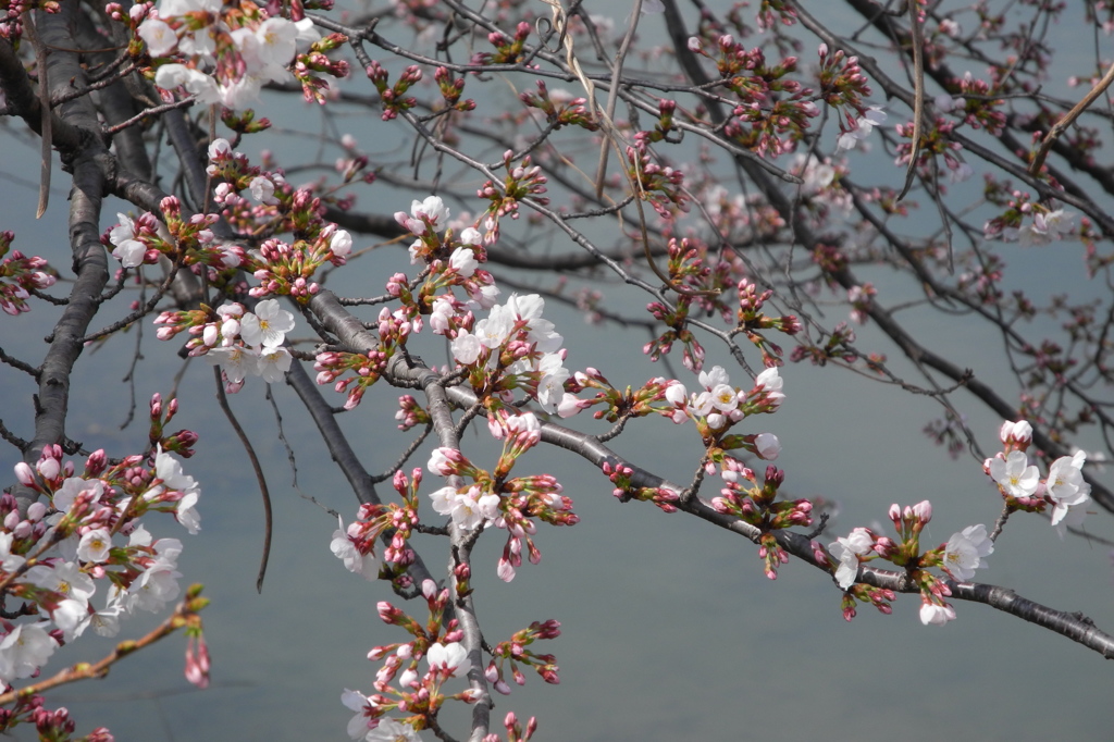 咲き始めた桜