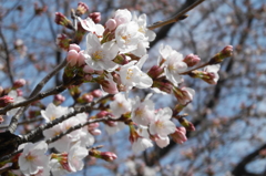 フレッシュ桜