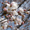 フレッシュ桜