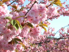 今頃咲いていた桜