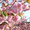 今頃咲いていた桜