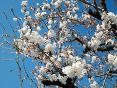 １分咲き桜