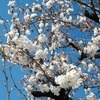 １分咲き桜