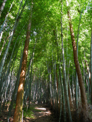 名も無き竹林
