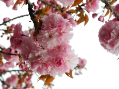 今頃満開寸前の八重桜