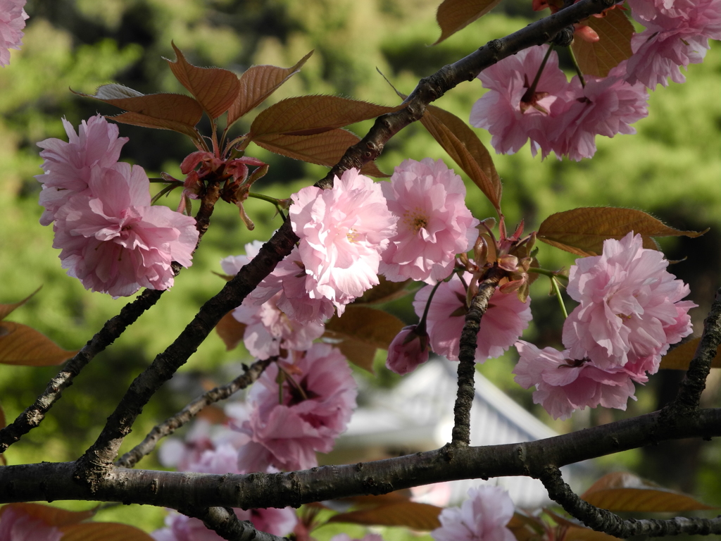 まだ咲いてる桜