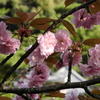 まだ咲いてる桜