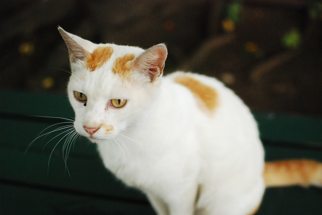 野良猫さん２