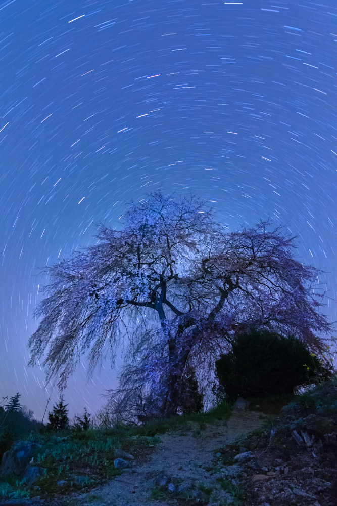 宇宙の樹　～与一野のしだれ桜～