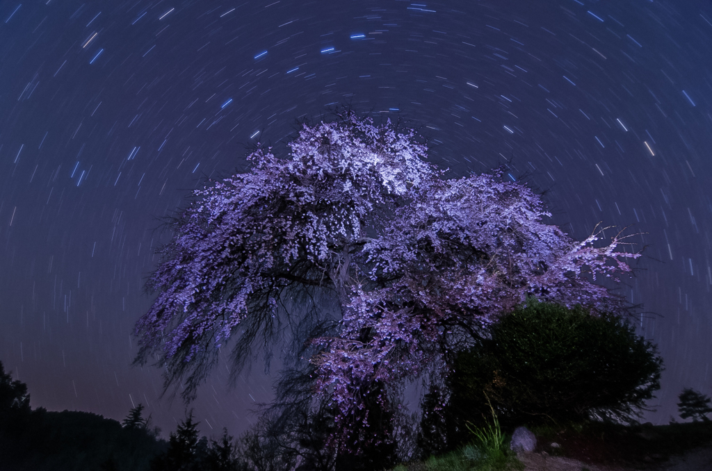 与一野のしだれ桜