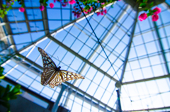 Paradise of butterfly
