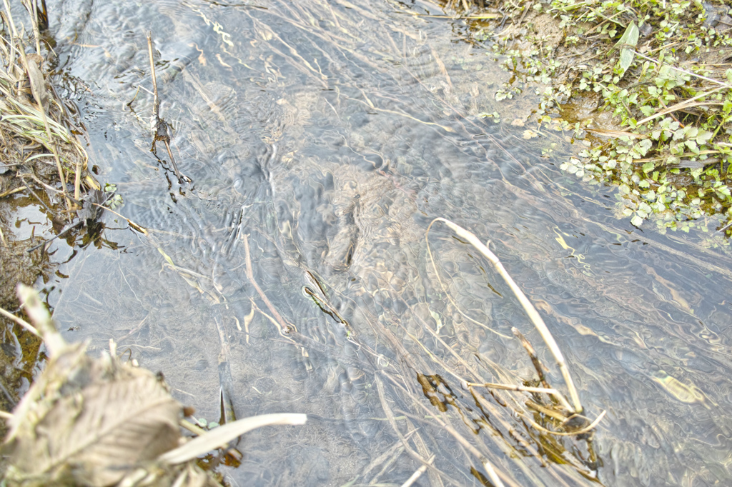 春間直の小川