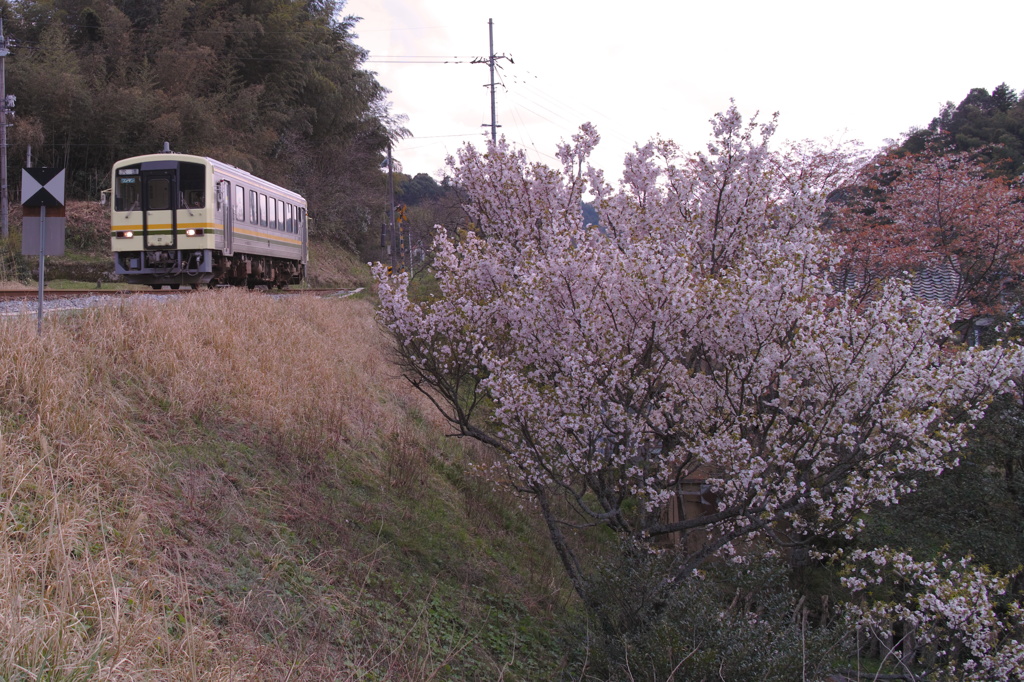 JR木次線と、散り始めの桜