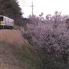 JR木次線と、散り始めの桜