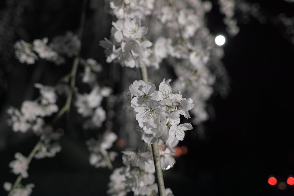 段部のしだれ桜　２