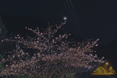散りゆく桜と三日月