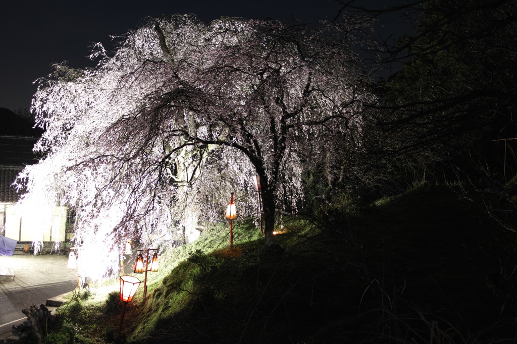 段部のしだれ桜　６
