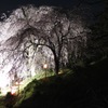 段部のしだれ桜　６