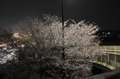 小っちゃい公園の夜桜