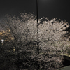 小っちゃい公園の夜桜