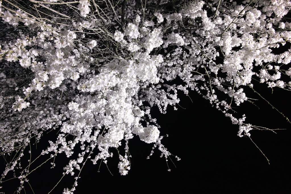 段部のしだれ桜　３