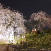 段部のしだれ桜　５