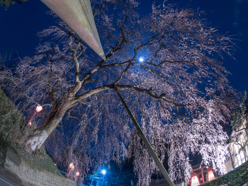 段部のしだれ桜