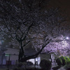 我が、母校のさくら