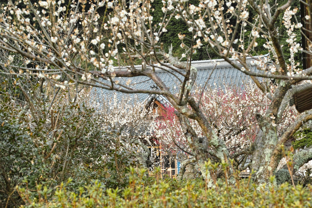 菅原梅ノ木天神