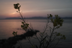 菜の花と宍道湖の夕暮れ