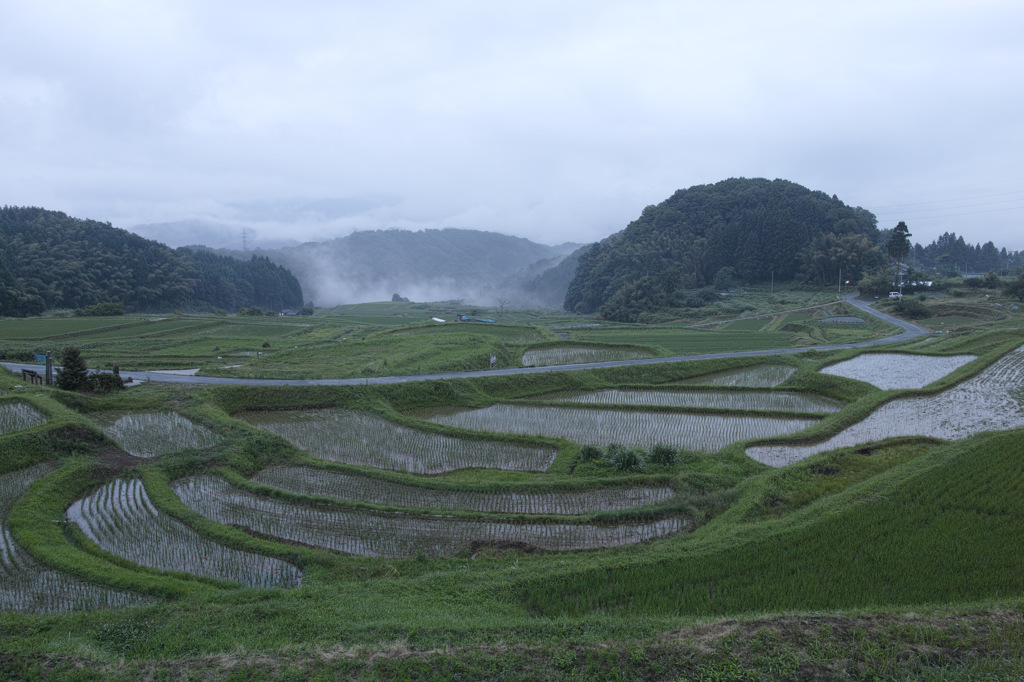 霞がかかる山王寺棚田