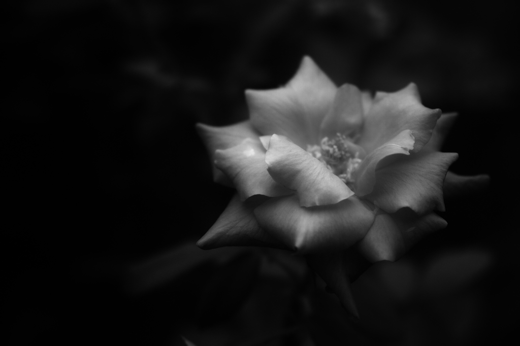 Red flower