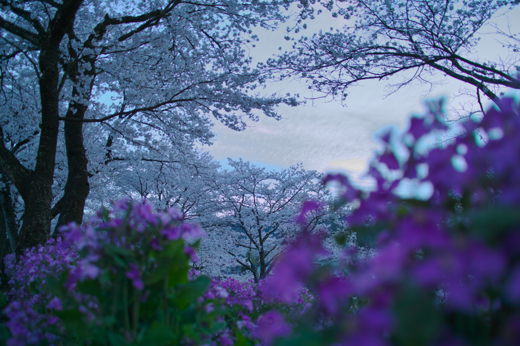 夕暮れの木次どて