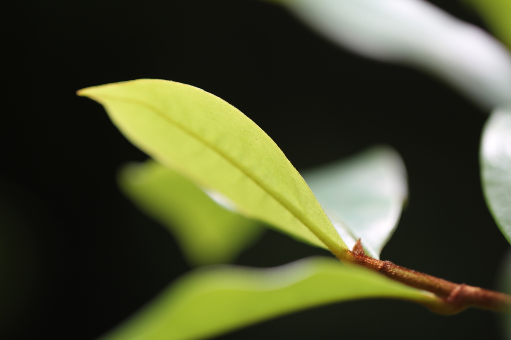 向島百花園