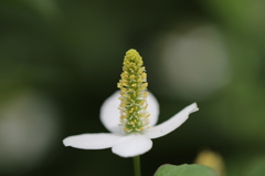 向島百花園
