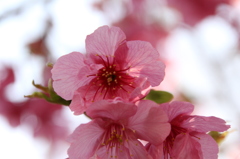 河津桜