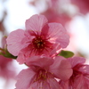 河津桜
