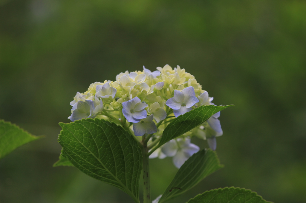 向島百花園