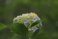向島百花園