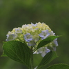 向島百花園