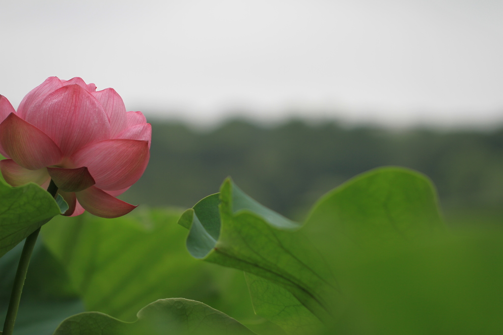 上野の蓮