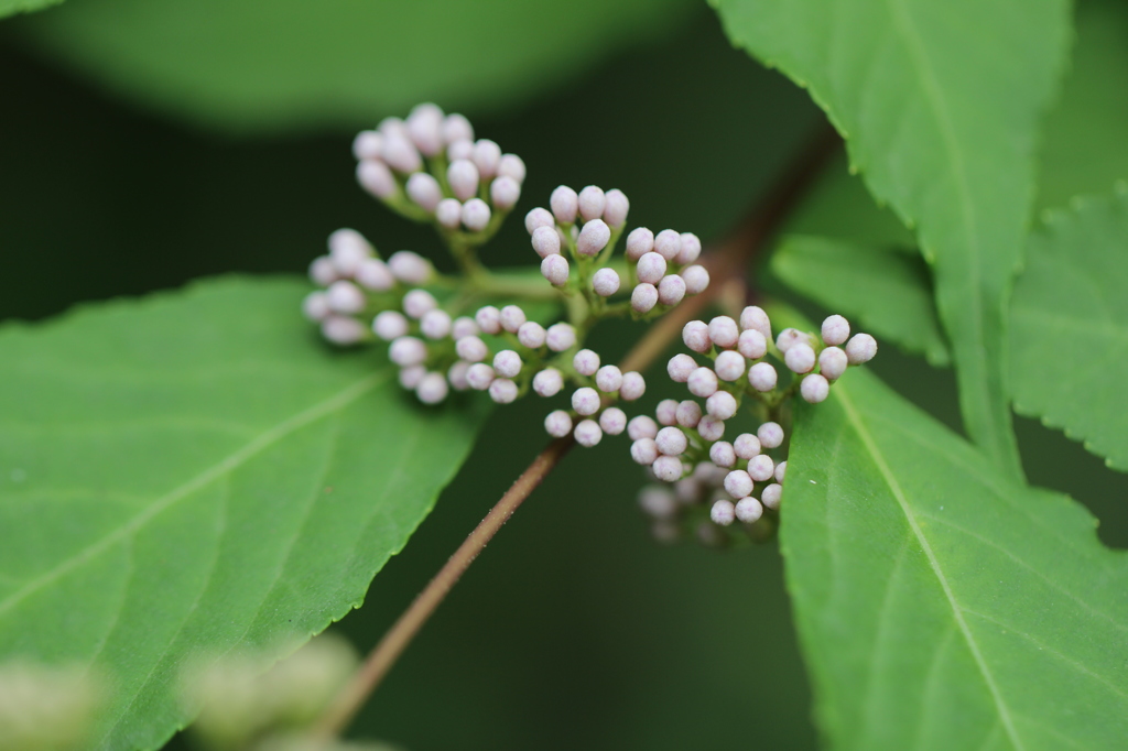 向島百花園