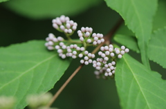 向島百花園