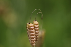 向島百花園