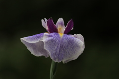 向島百花園