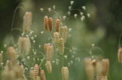 向島百花園